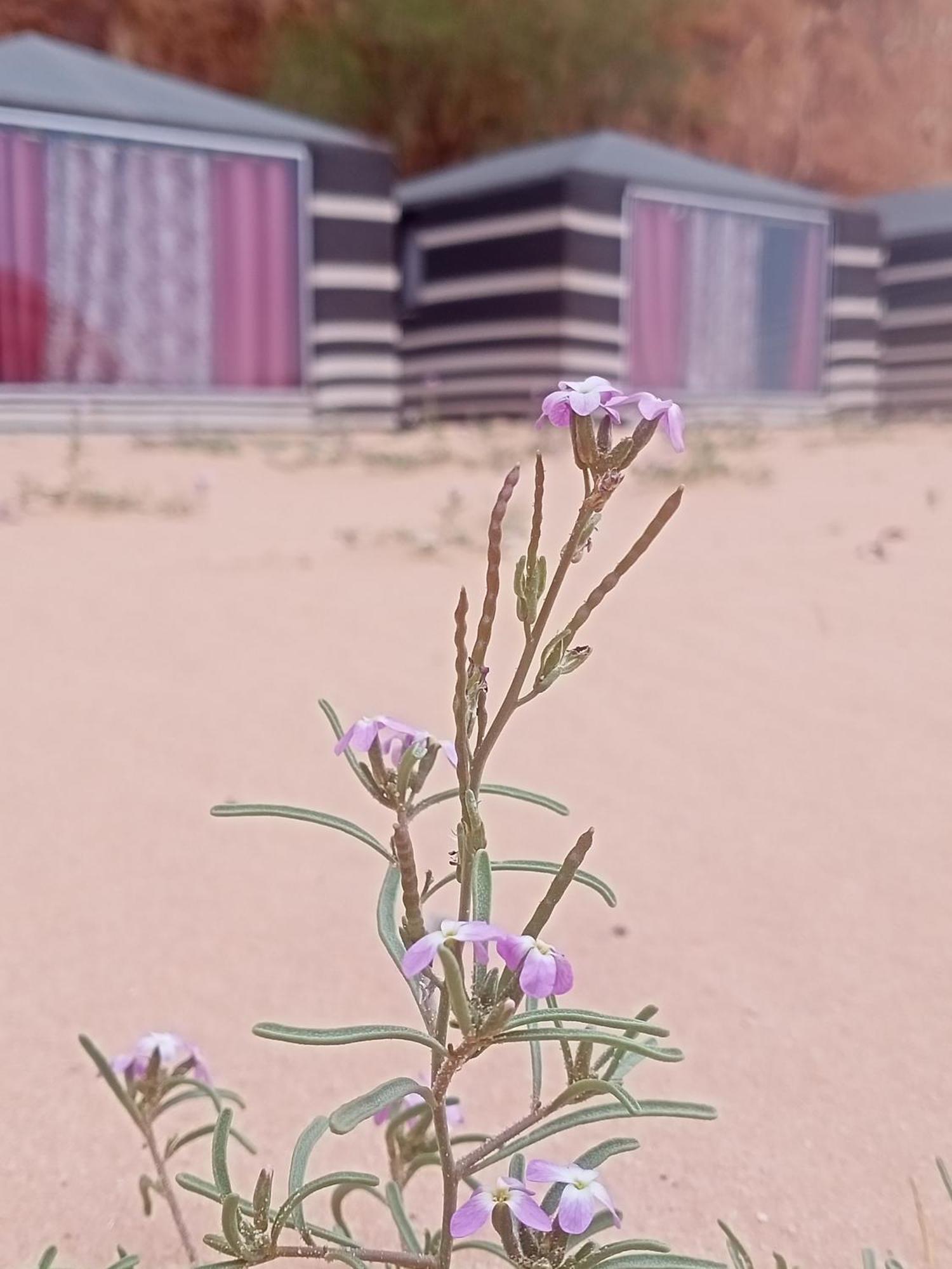 Shahrazad Desert, Wadi Rum Quarto foto